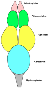 Diagrama anatómico que muestra los pares de olfativo, telencéfalo, y lóbulos ópticos, seguido por el cerebelo y el mylencephalon