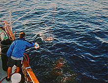 Foto de un hombre cayendo chum por el lateral de un barco