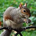 Greysquirrelcloseup.jpg