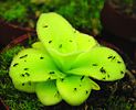 Pinguicula ne1.JPG