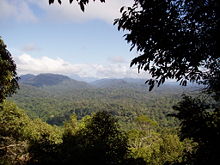 Una visión sobre la parte superior de la selva Taman Negara