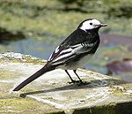 Vista trasera Pied Wagtail 700.jpg