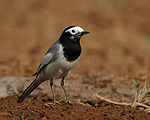 Lavandera blanca - Male (raza personata no breeding-) en Hodal- me IMG 9164.jpg