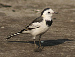 Blanca Wagtail- (raza leucopsis no breeding-) en Kolkata I1 IMG 5597.jpg