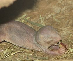 Rata topo desnuda Eating.jpg