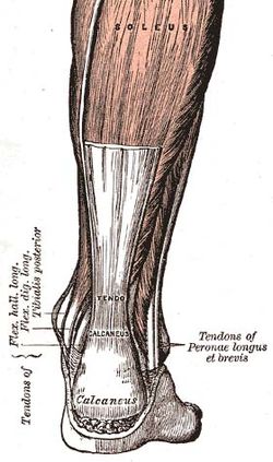 Aquiles-tendon.jpg