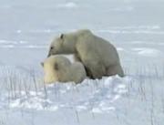 Archivo: Cub del oso polar es 2.OGG enfermería