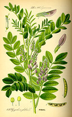 Ilustración Glycyrrhiza glabra0.jpg