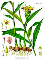 Zingiber officinale - Köhler-s Medizinal-Pflanzen-146.jpg