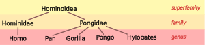 1.svg taxonomía Hominoid