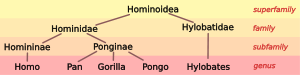 3.svg taxonomía Hominoid