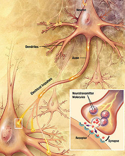 dessin montrant un neurone avec une fibre ??mane ??tiquet??