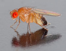 Une mouche reposant sur une surface r??fl??chissante. Un grand, yeux rouges face ?? la cam??ra. Le corps transparent appara??t, en dehors de pigment noir ?? la fin de son abdomen.