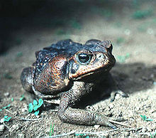 Un crapaud adulte avec coloration fonc??e, que l'on trouve ?? El Salvador: La glande paroto??des est bien visible sur le c??t?? de la t??te.