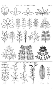 Folia Composita et Folia determinata