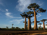 Baobabs g??ants group??s contre le ciel