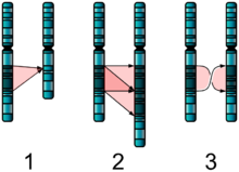 Trois diagrammes de paires de chromosomes A, B qui sont presque identiques. 1: B est manquant un segment de A. 2: B a deux copies adjacentes d'un segment de A. 3: la copie de B du segment A est dans l'ordre inverse.