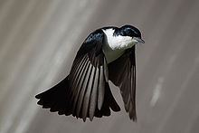 Oiseau noir avec la poitrine blanche en vol avec des ailes vers le bas et la queue en ??ventail et en bas pointage