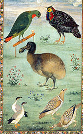 Peinture d'un Dodo chez les oiseaux indig??nes indiens