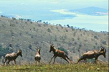 Photographie montrant quatre Topis sur une colline dans l'Akagera, avec une autre colline et un lac visible en arri??re-plan