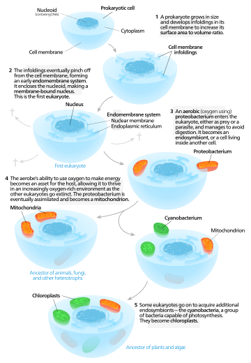 Un mod??le pour l'origine autog??ne des eucaryotes.