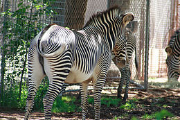 Equus grevyi dans zoo2.jpg