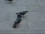 Fichier: Pigeondance.ogg