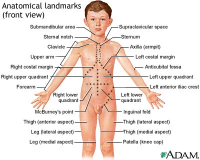 Anatomical landmarks, front view