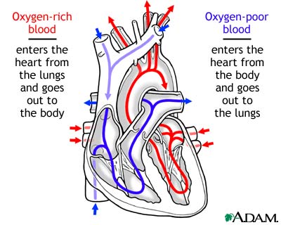 Circulation of blood through the heart