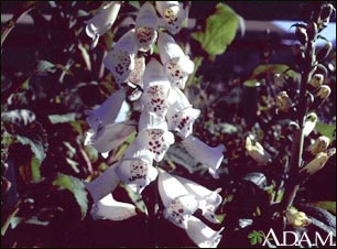 Foxglove (Digitalis purpurea)