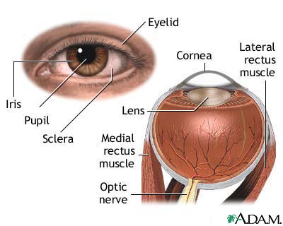 External and internal eye anatomy