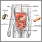 Digestive system