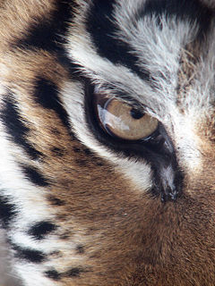 Amur_Tiger_Panthera_tigris_altaica_Eye_2112px_edit.jpg