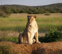 Okonjima_Lioness.jpg