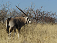 Oryx_gazella_(Okevi).jpg