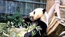 Vidéo d'un Panda géant assis qui mange du bambou au zoo de San Diego