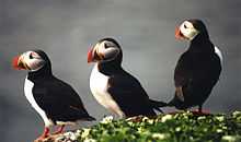 3puffins.jpg