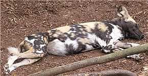 Description de l'image African wild dog.jpg.