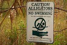 Panneau portant le message : « Caution alligators No swimming » et, au-dessous, un dessin de nageur barré et le dessin d'une tête d'alligator.