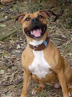 American Staffordshire Terrier