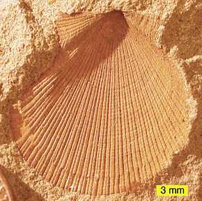 Empreinte d'une palourde fossilisée dans l'Ohio, dans une formation couleur ocre.