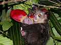 Aye-aye (Daubentonia madagascariensis).jpg