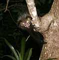 Aye-aye (Daubentonia madagascariensis) 5.jpg