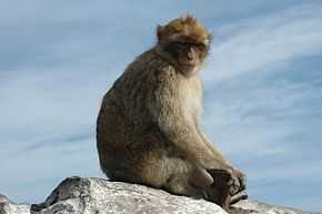 Description de l'image Barbary Macaque.jpg.