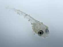Petit poisson transparent avec des granules blanches sur le corps