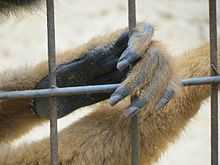 Patte de singe à paume calleuse avec 4 doigts garnis d'ongles noirs.