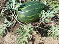 Bulgarian watermelon.JPG