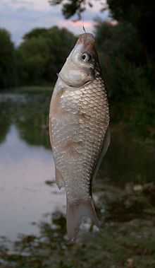 poisson de couleur gris doré