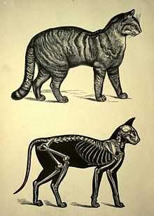 gravure ancienne montrant un chat et en dessous une coupe montrant le squelette