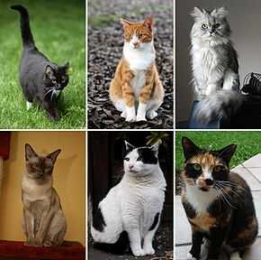 Description de l'image Collage of Six Cats-02.jpg.